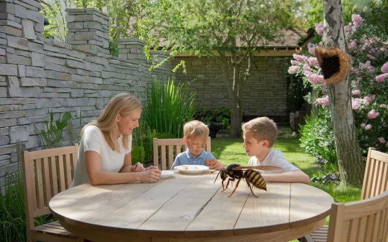 Asiatische Hornisse im Garten: der richtige Reflex, den man laut einem Entomologen anwenden sollte