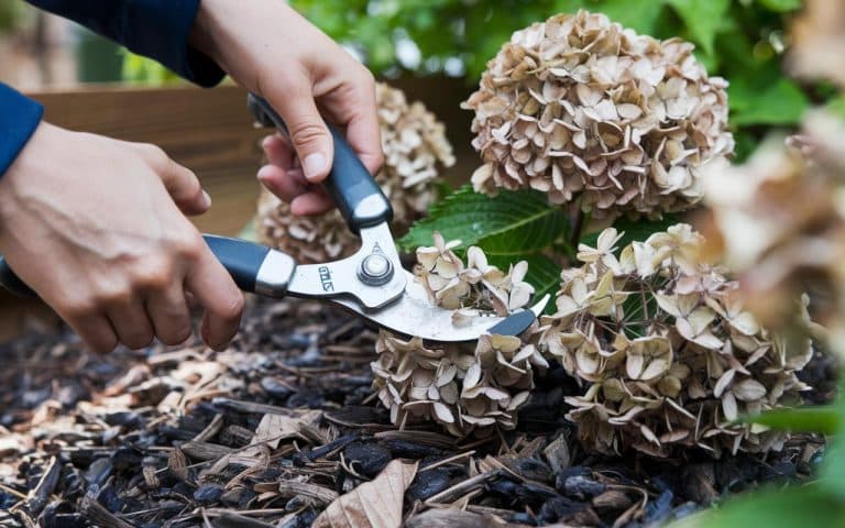 Hortensien: Die richtige Maßnahme vor dem 20. März, um zu schneiden, ohne die Blüte zu verlieren