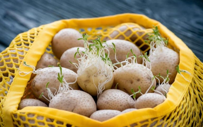 Kartoffeln: 7 Aufbewahrungsmaßnahmen, um das Keimen zu verhindern (ohne sie im Netz zu lagern)