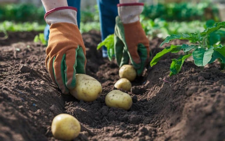 Kartoffeln im Gemüsegarten: ideale Pflanztiefe (10–15 cm) für hohen Ertrag