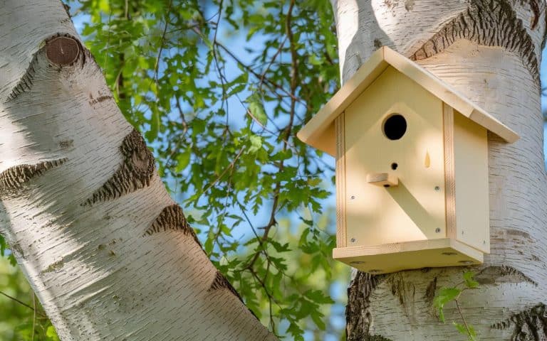 Leerer Nistkasten im Garten: 7 häufige Ursachen und einfache Maßnahmen, um Vögel anzulocken