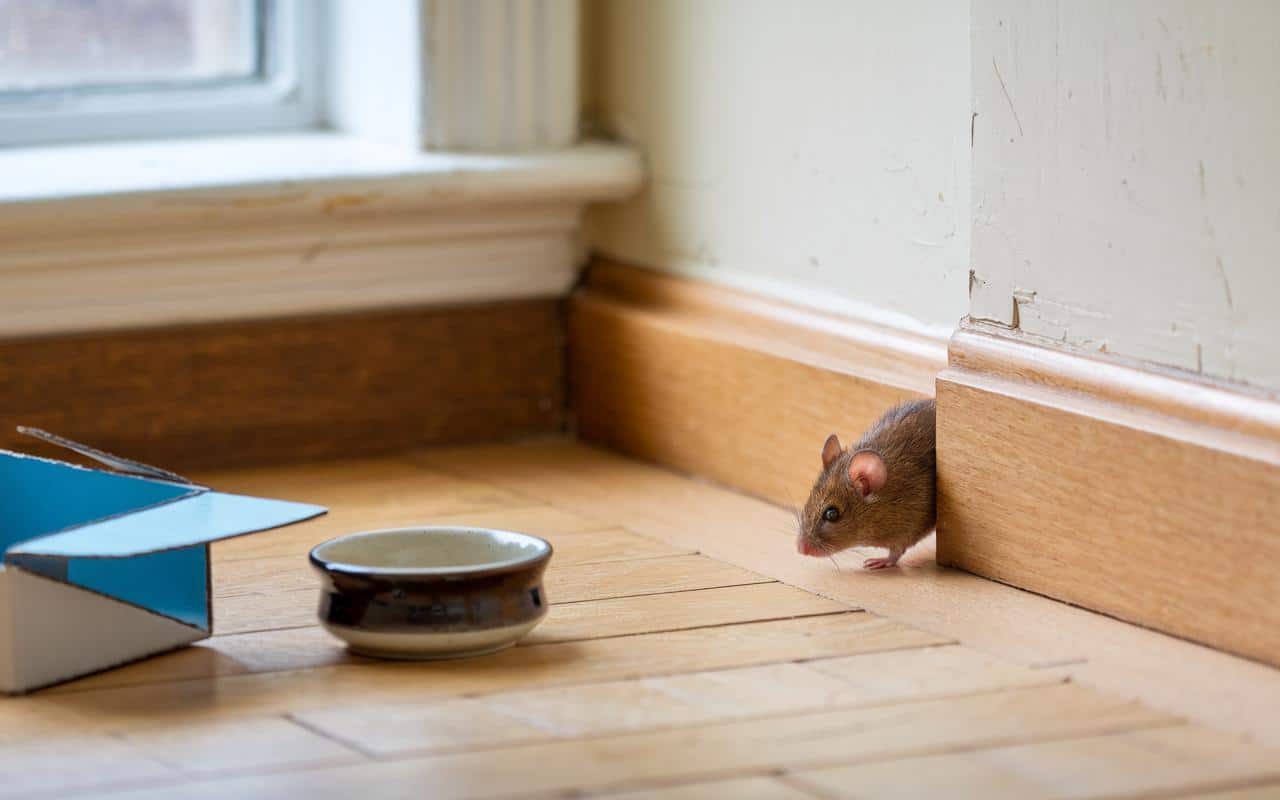 Ratten im Haus: Natron, ein einfaches und kostengünstiges natürliches Repellent