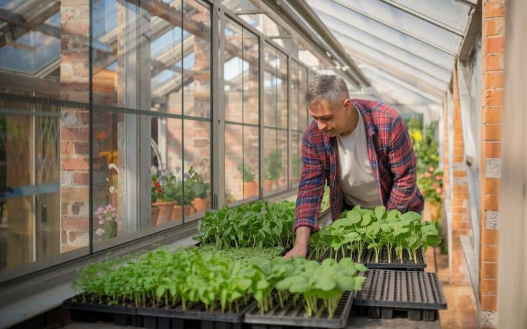 Tomaten: Der Handgriff des Gemüsegärtners, um die Jungpflanzen vor dem Auspflanzen abzuhärten und Verbrennungen zu vermeiden