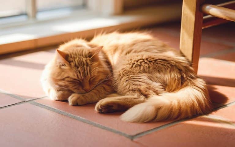 Warum Katzen laut Tierärzten beim Schlafen ihr Gesicht mit den Pfoten bedecken