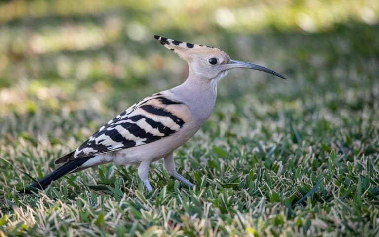 Wiedehopf (Upupa epops) im Garten: Was seine Anwesenheit über Ihren lebendigen Boden verrät