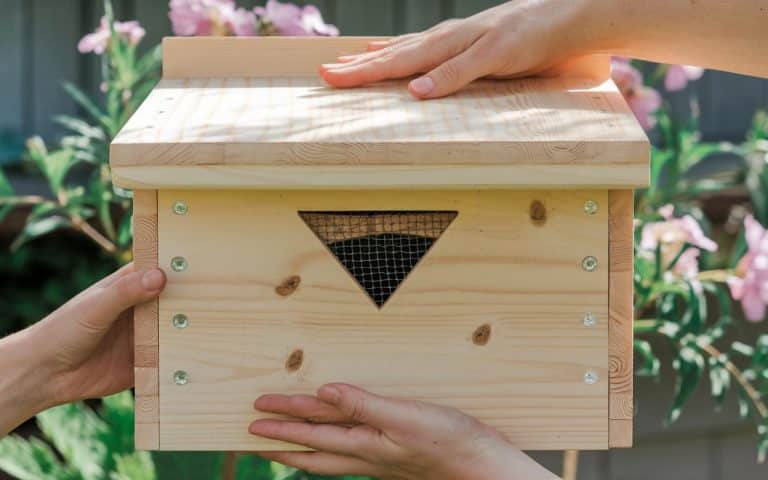 Osmien-Nisthilfe im März installiert: Bestäubung gesteigert und Obsternte verdoppelt